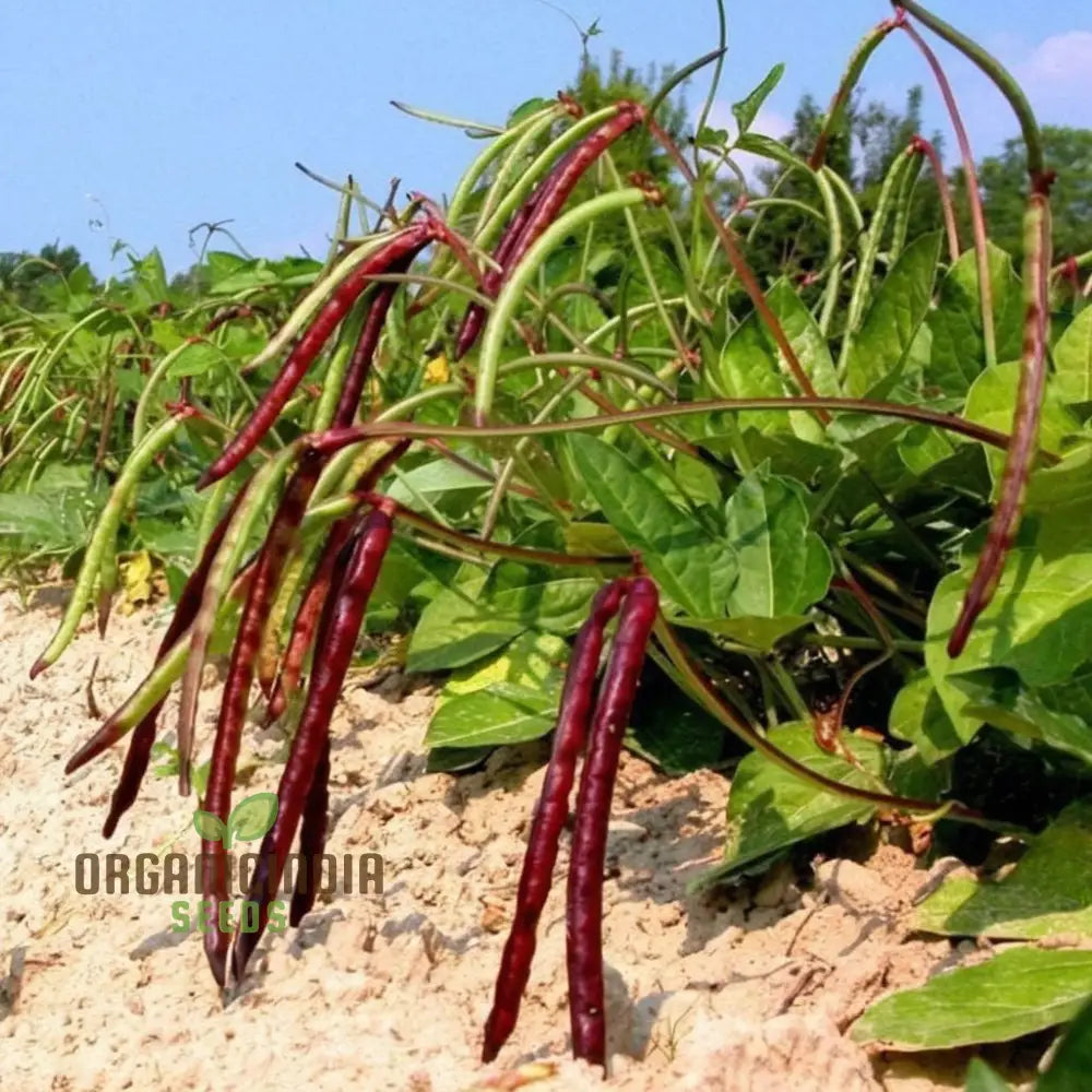 Mature Pink Eyed Purple Hulled Bean Plant from Seeds, High-Yield Variety