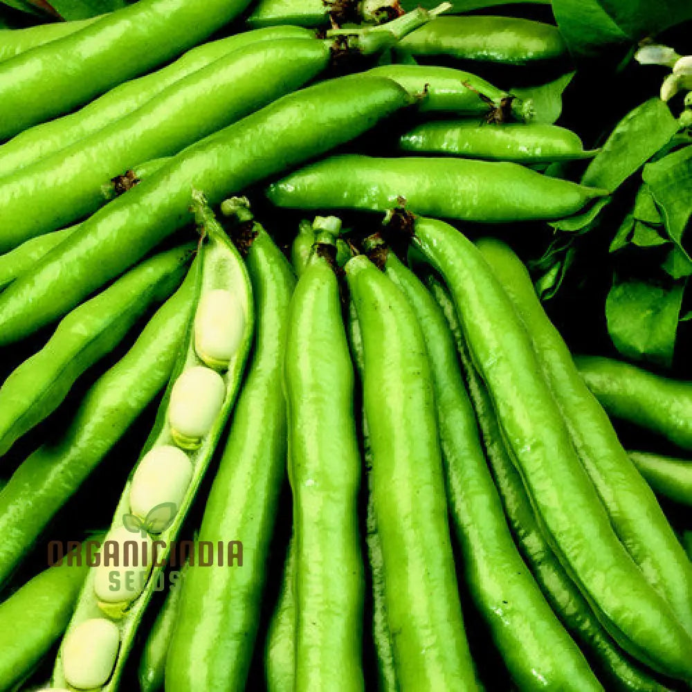 Premium Scorpio Bean Seeds for Gardening, High Yield Non-GMO Seeds