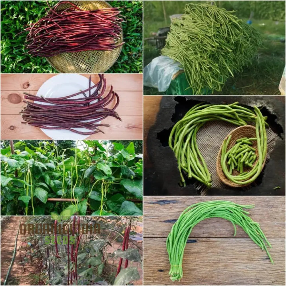 Snake Bean Black Seeded Seeds for Planting, High-Yield Climbing Beans