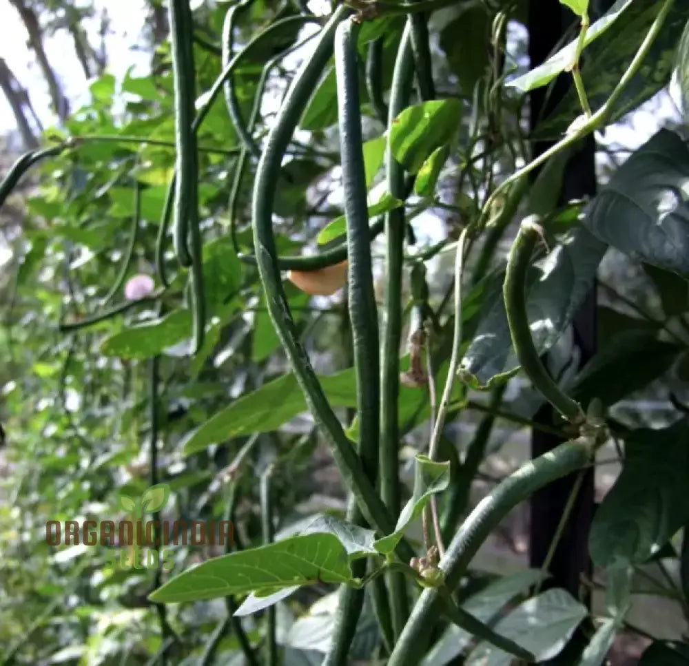 Snake Bean Seedling from Seeds, Easy-to-Grow Garden Beans