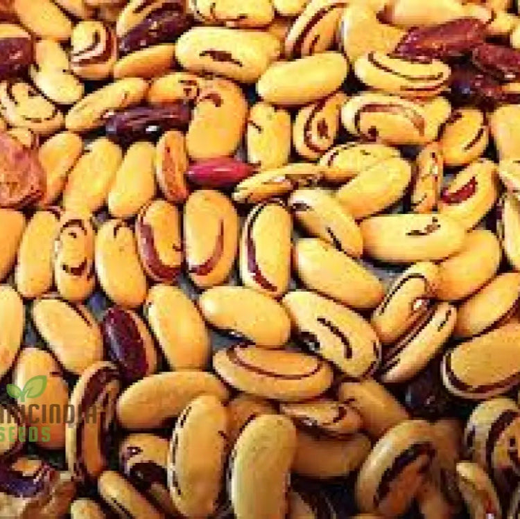 Mature Tiger’s Eye Bean Plant with Pods, Heirloom Variety