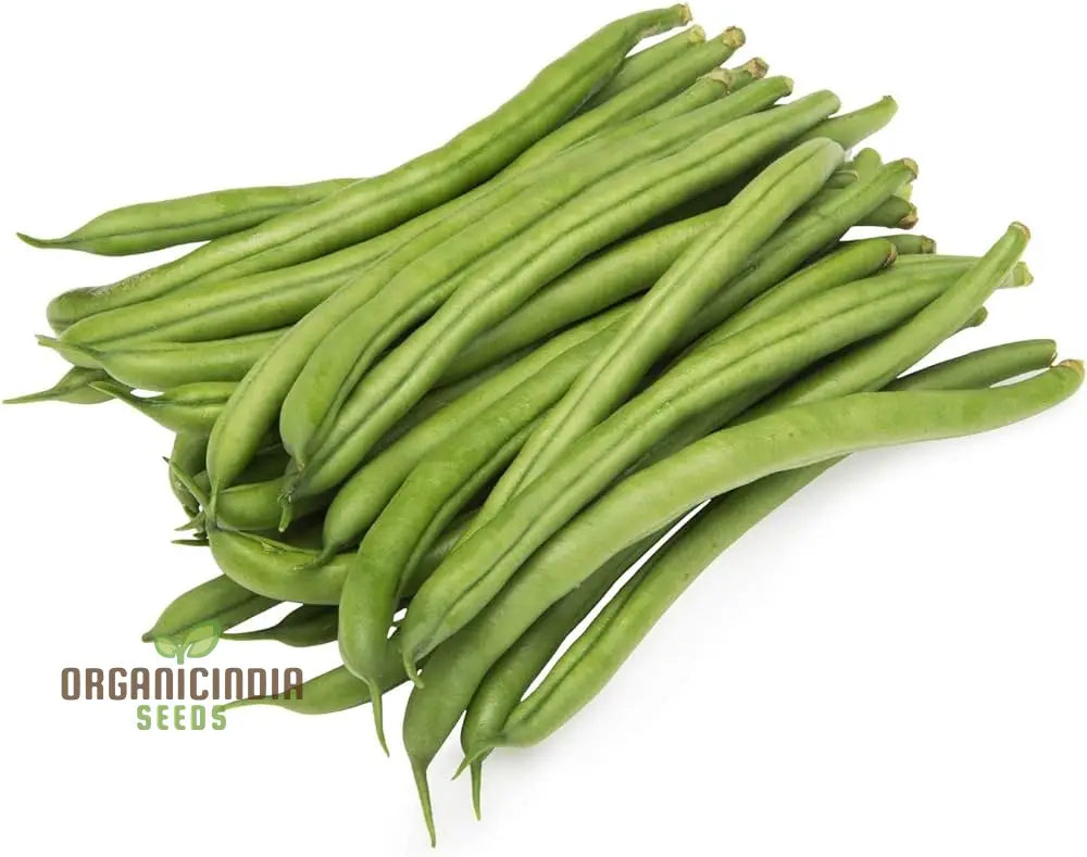 Beans Seedling Growing in Home Garden, Easy-to-Grow Seeds