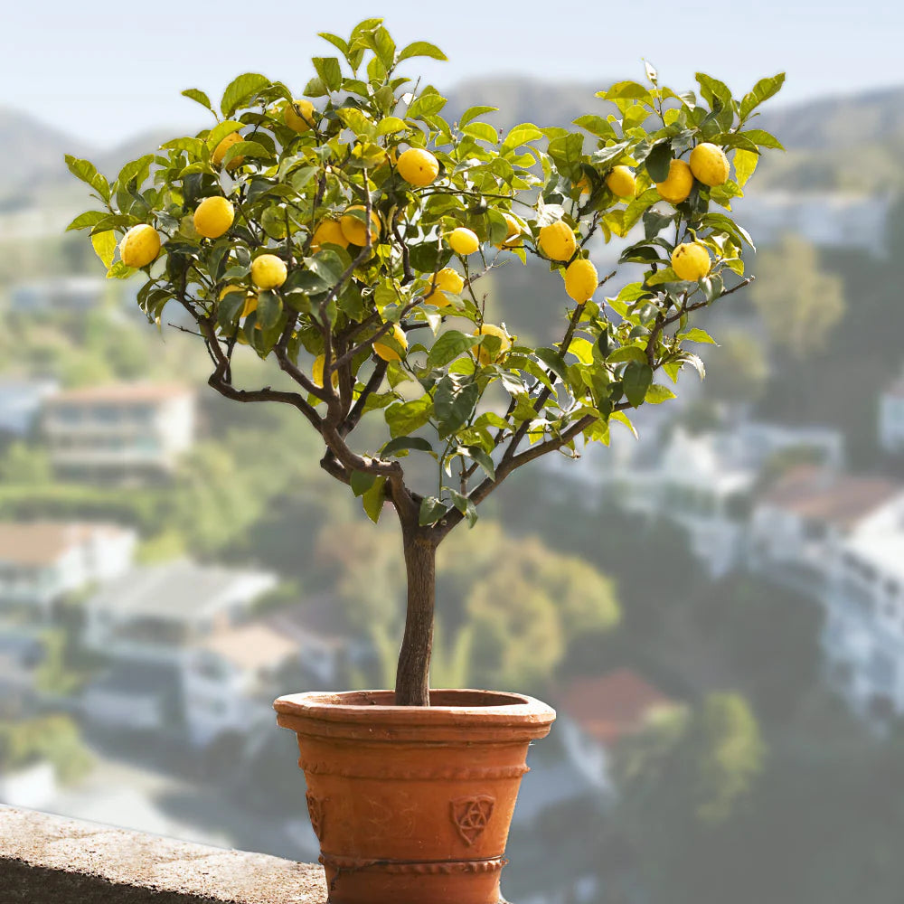 Bearss Lemon Seeds for Planting