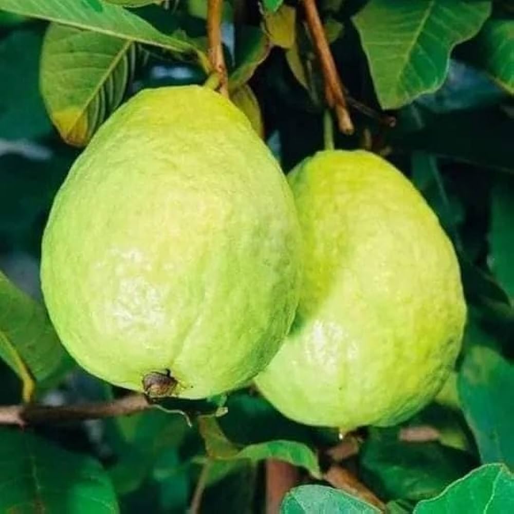 psidium-guajava-non-gmo-seeds