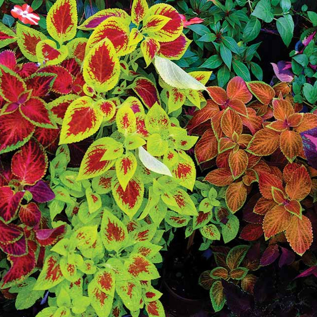 Semi Di Coleus Rari - 800 Semi Per Decorazione Interni, Luoghi Soleggiati, Giardino