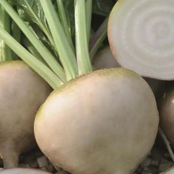 Mature Avalanche F1 Beetroot Plants with White Roots