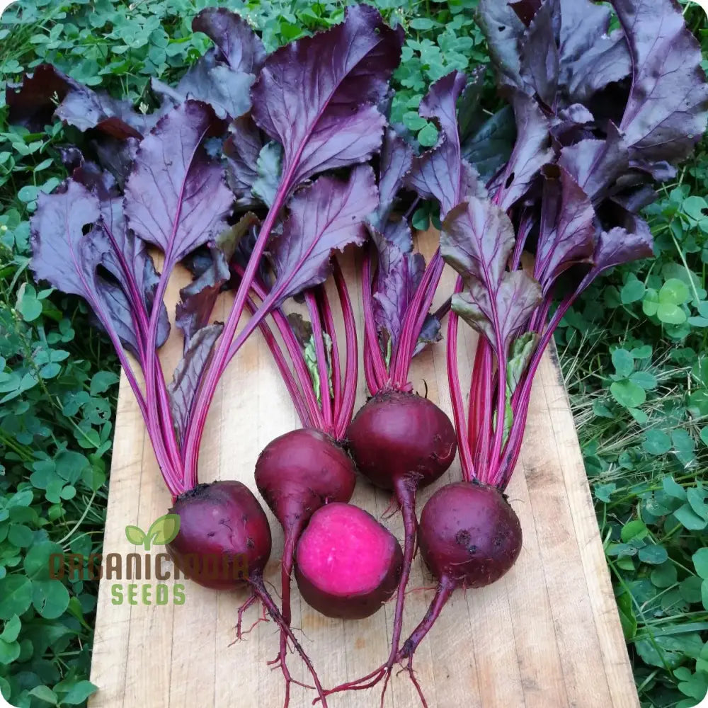 Bulls Blood Scarletta Beetroot Seeds for Home Gardening, Heirloom Beet Seeds