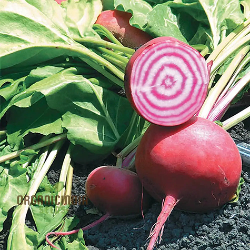 Mature Chioggia Beetroot Plant from Seeds, Upright and Bushy Growth