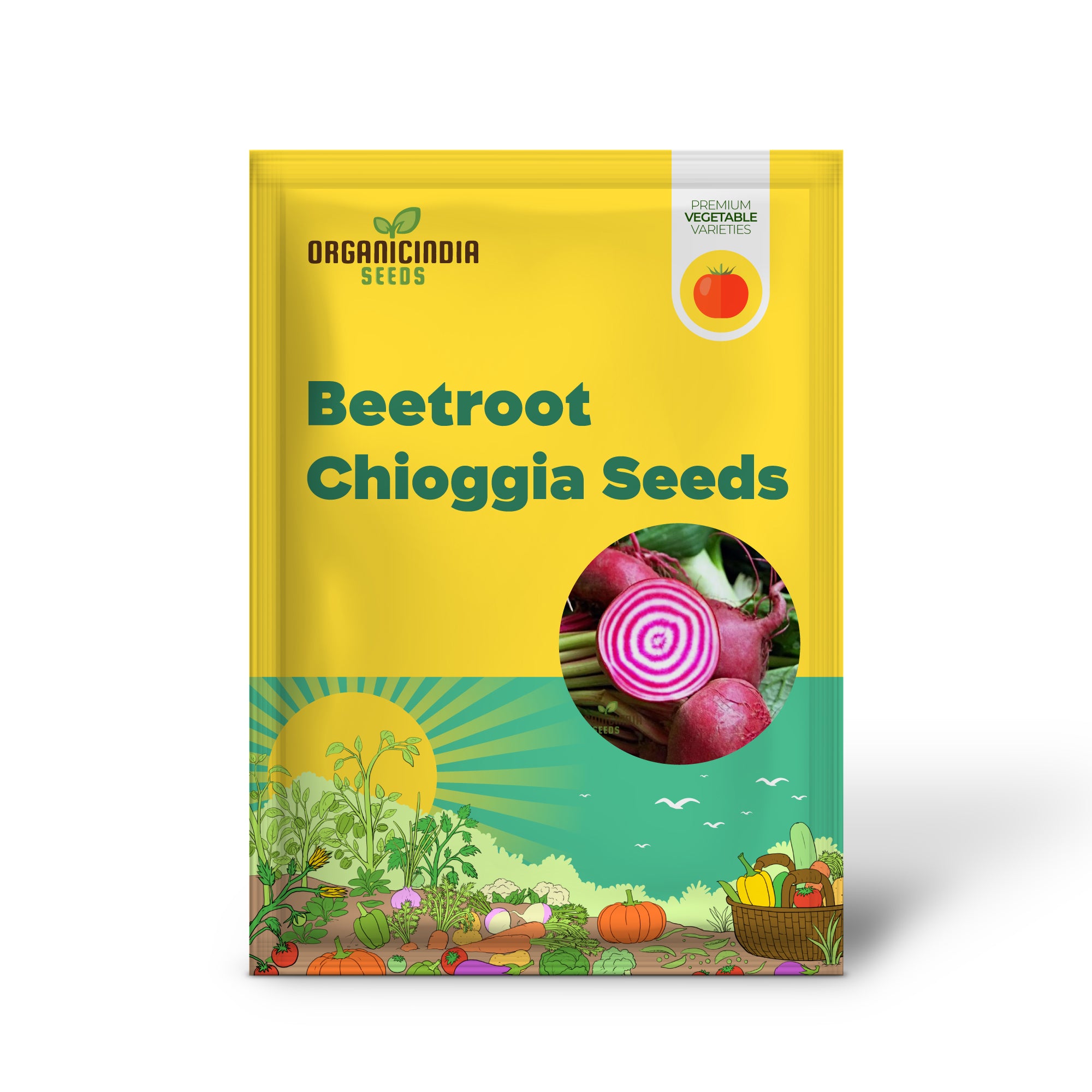 Chioggia Beetroot Seedlings Growing in Garden, Colorful and Nutritious Roots