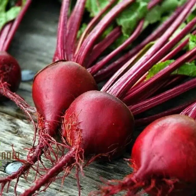 Mature Crimson Globe Beetroot Plants with Deep Red Roots