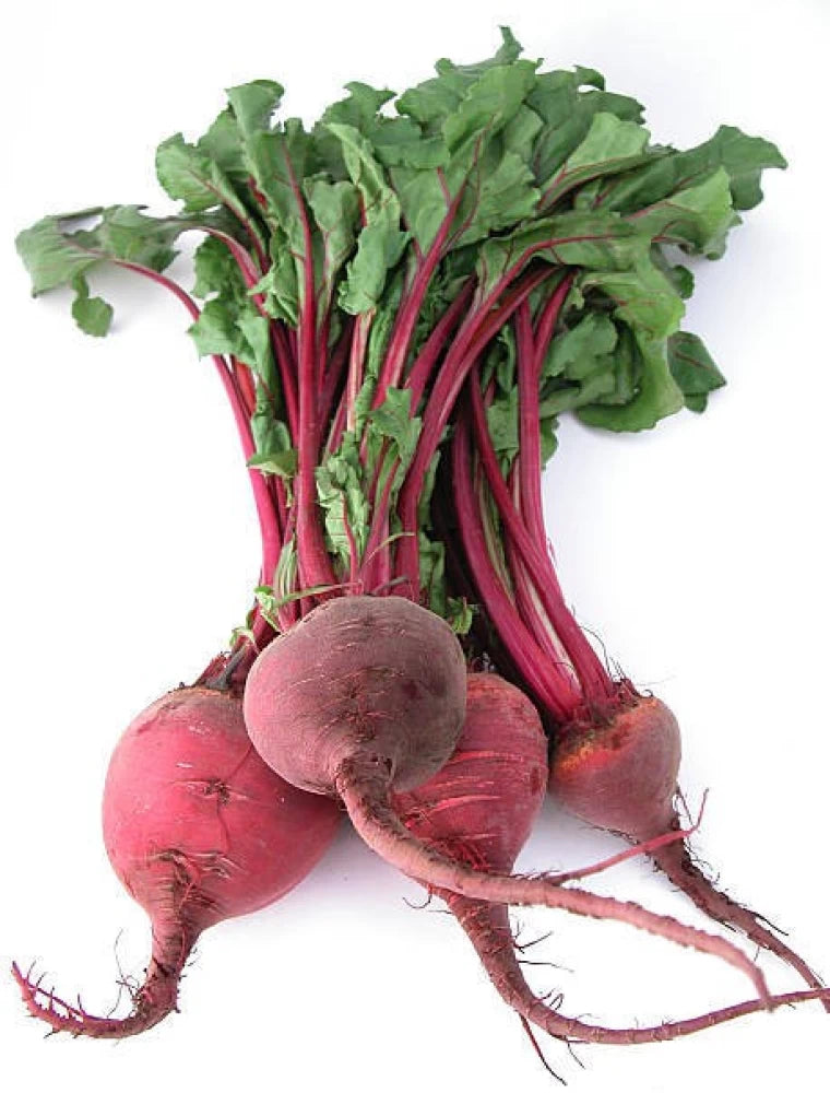 Beetroot Plants Growing in Garden Bed from Seeds