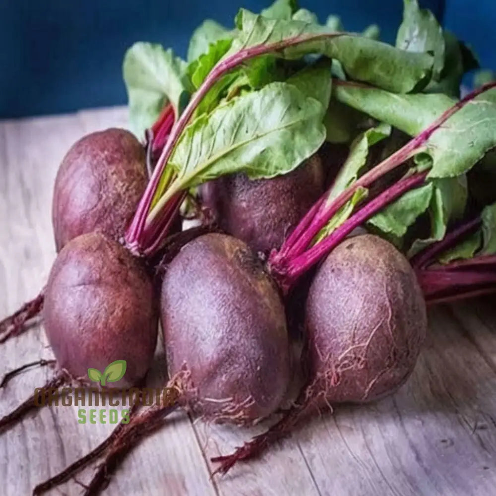 Mature Beetroot Plant from Seeds, Compact and Productive