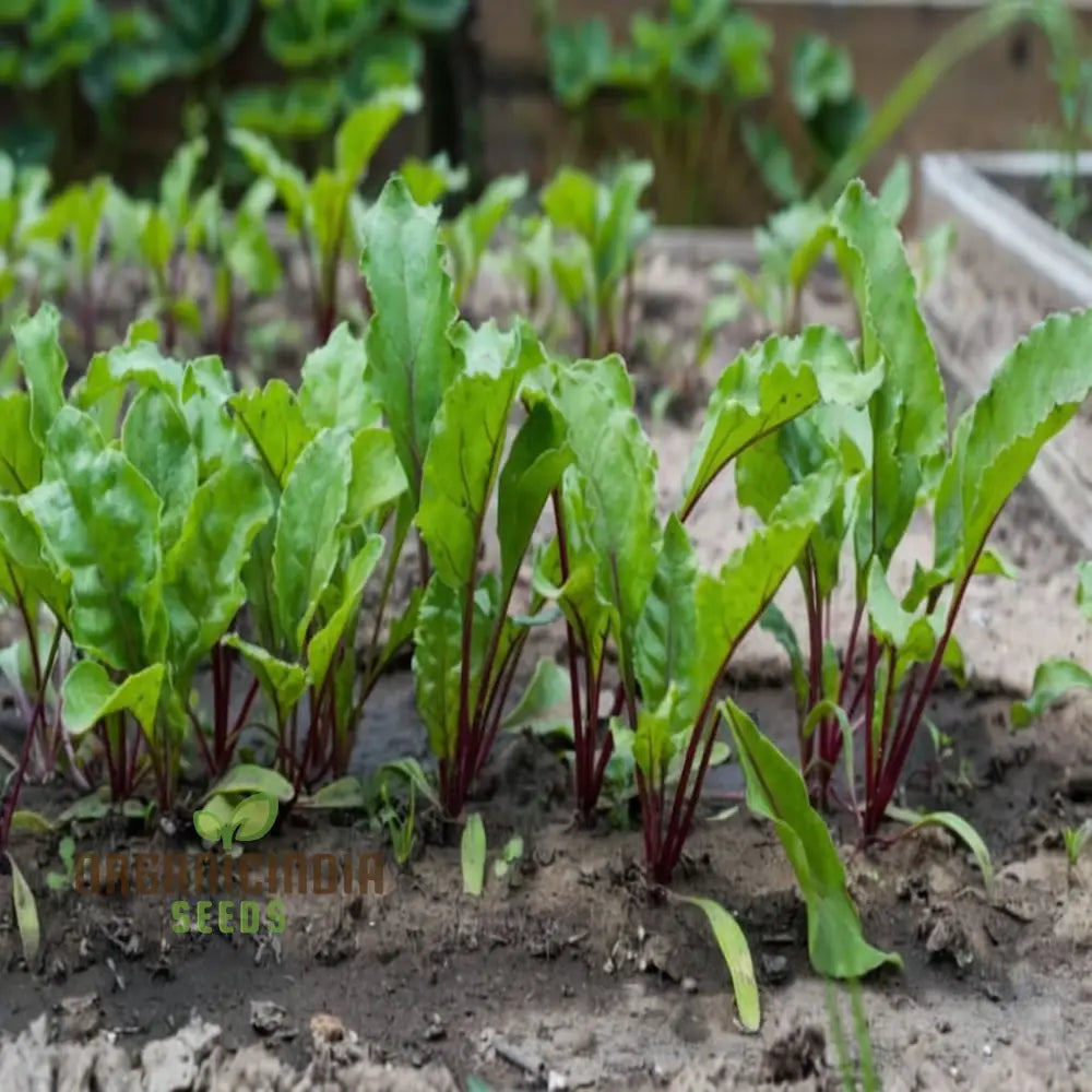Mature Ruby Queen Beetroot Plant from Seeds, Compact and Productive