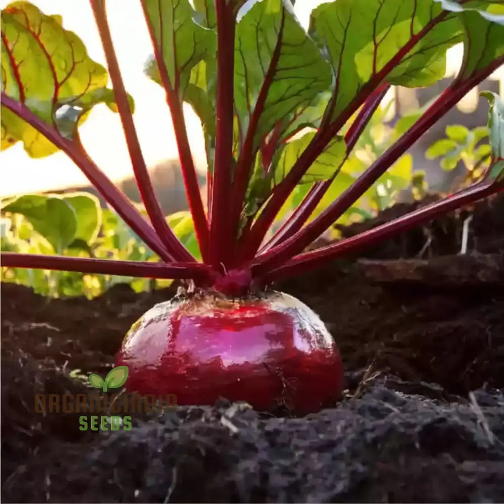 Ruby Queen Beetroot Seeds Packet, Non-GMO High-Yield Vegetable Seeds for Planting