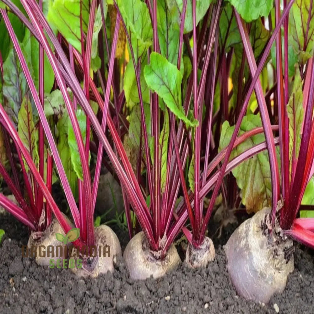 Beetroot Seeds Packet, Non-GMO High-Yield Vegetable Seeds for Planting