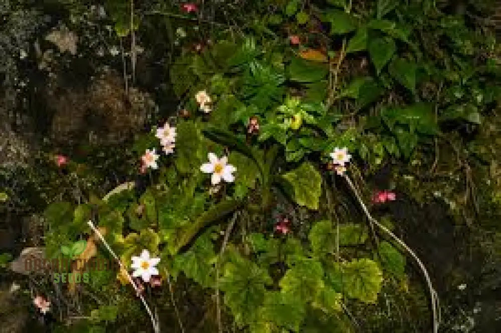 Begonia Aequatorialis Seeds For Planting: Rare Tropical Beauty For Your Garden Oasis â€“ Shop Now!