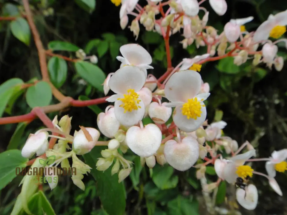 Begonia Aequatorialis Seeds For Planting: Rare Tropical Beauty For Your Garden Oasis â€“ Shop Now!