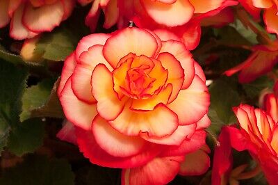 Begonia Bi Color Flower Seeds for Vibrant Shade Garden Blooms
