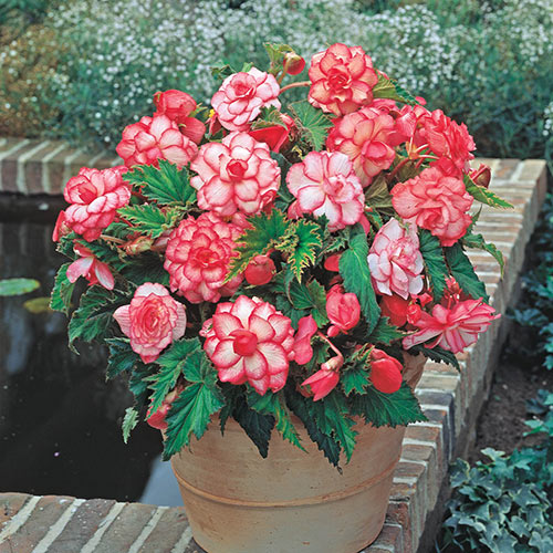 Begonia Bi-Color Seeds for Stunning Red and White Garden Flowers
