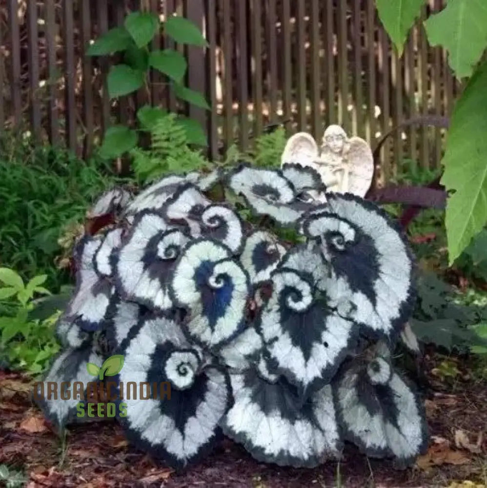 Begonia Bonsai Seeds for Indoor and Container Planting