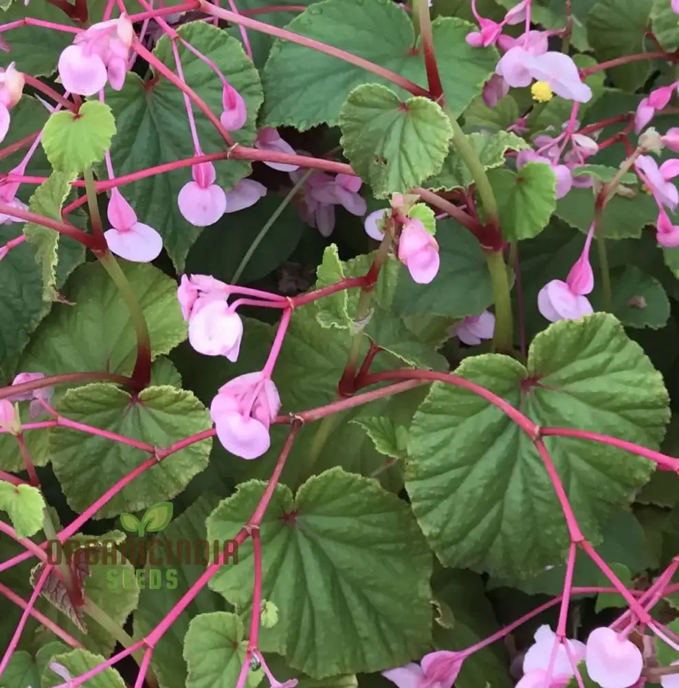 Perennial Begonia Evansiana seeds