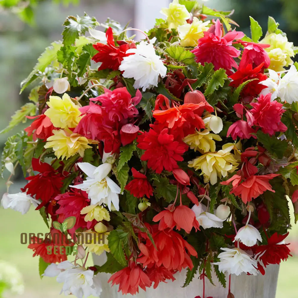 Begonia Illumination Mixed Seeds â€“ Elevate Your Gardening With A Burst Of Radiant Colorful Blooms!
