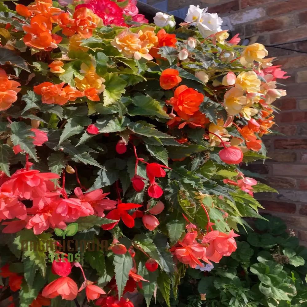 Begonia Illumination Mixed Seeds â€“ Elevate Your Gardening With A Burst Of Radiant Colorful Blooms!