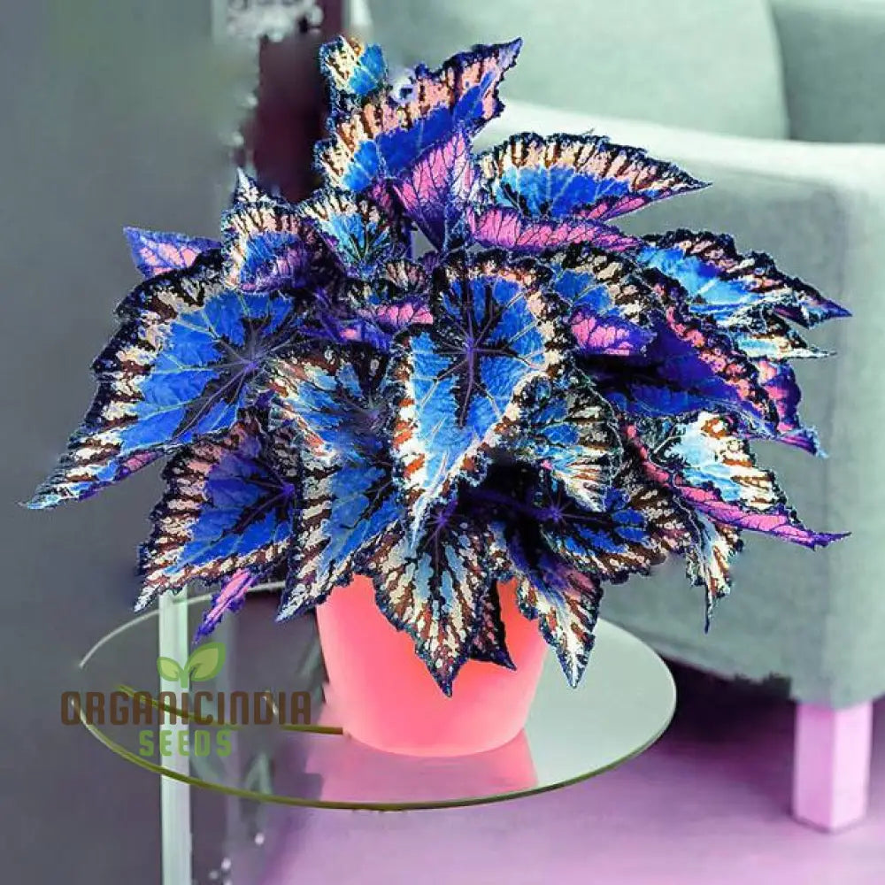Begonia Seeds For Bonsai Planting â€“ 100 Pcs Flower Seeds