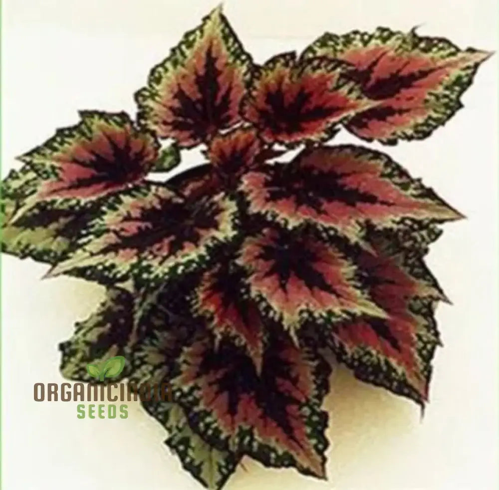Begonia Seeds For Bonsai Planting â€“ 100 Pcs Flower Seeds