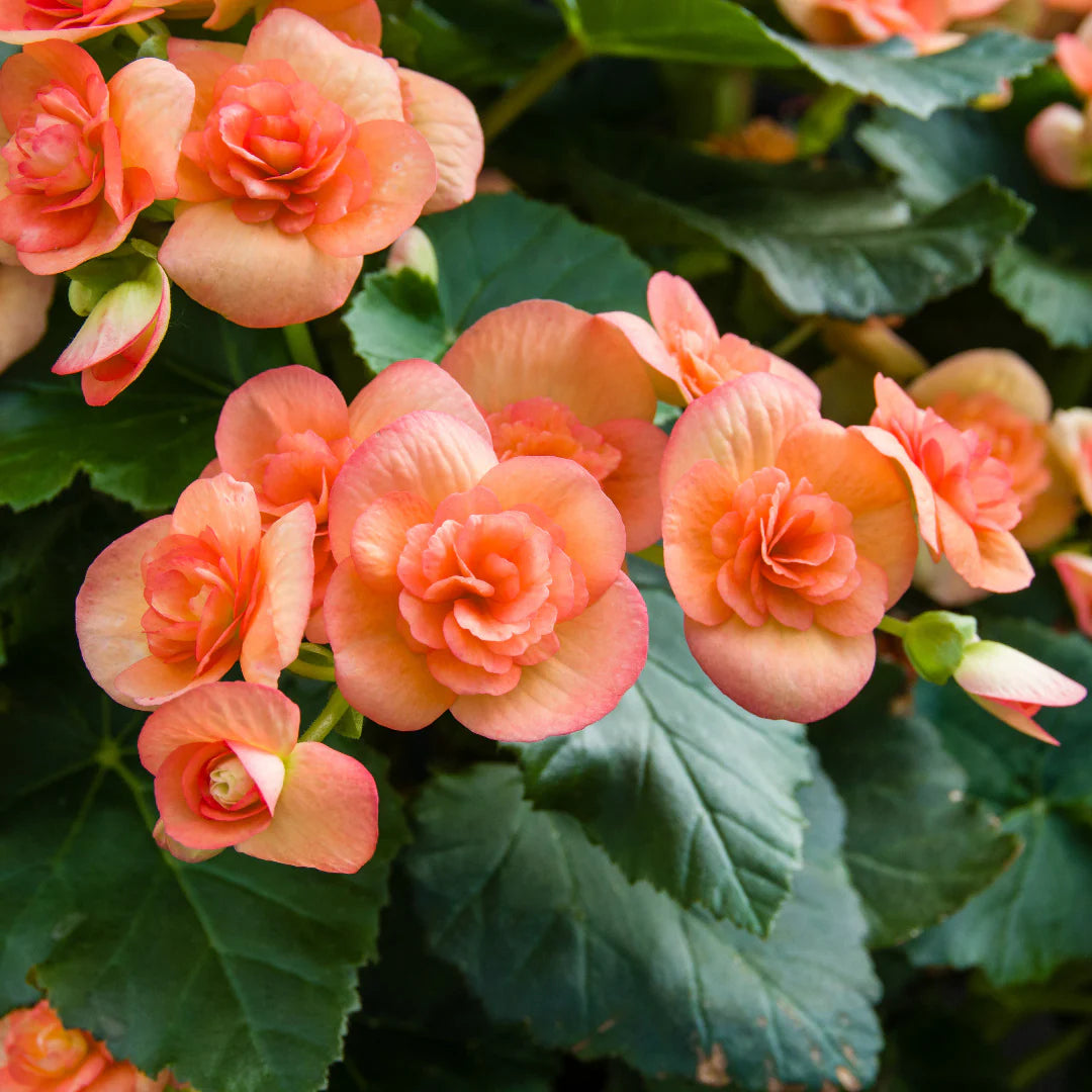 Begonia Seeds Orange Variety for Vibrant Flower Gardening