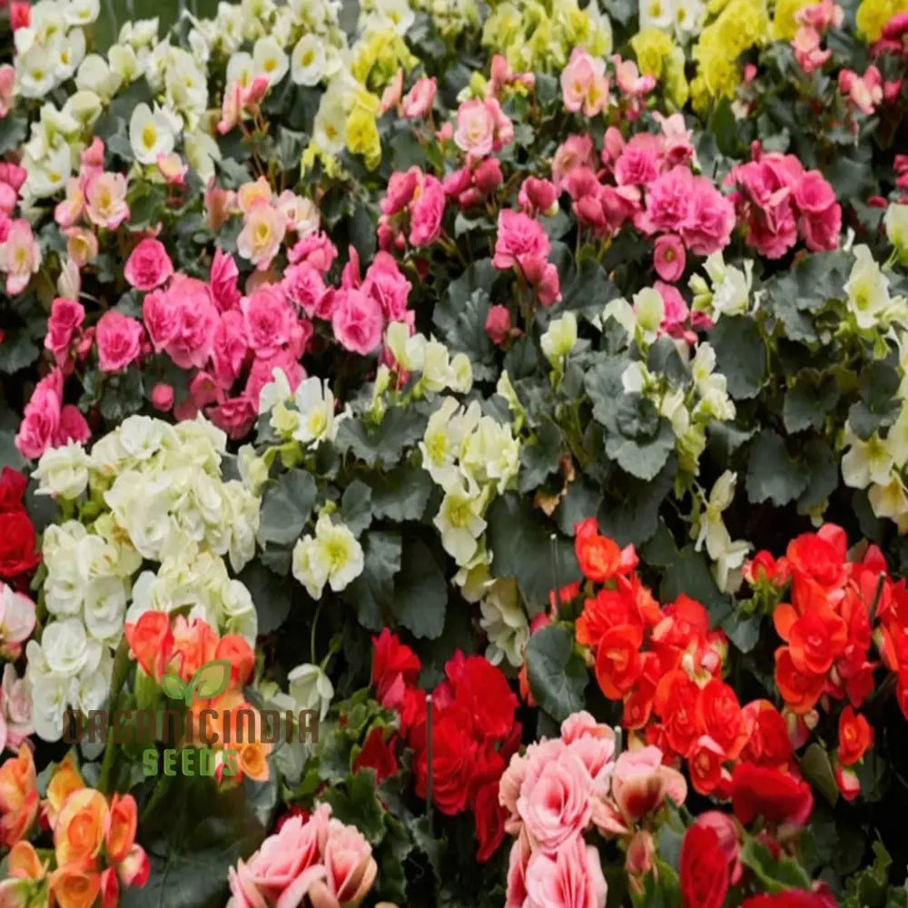High-Quality Tuberhybrida Begonia Hybrid Seeds for Planting