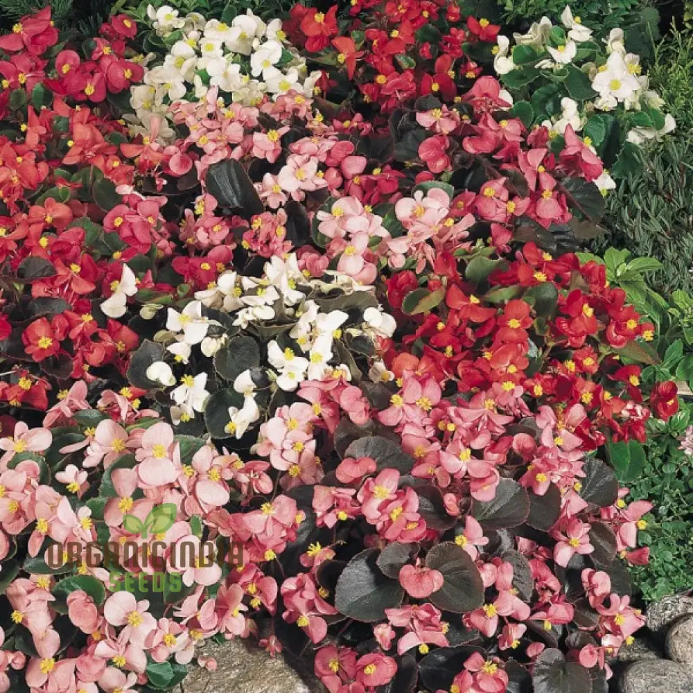 Begonia Sunshine Carpet Seeds for Colorful Garden Bedding
