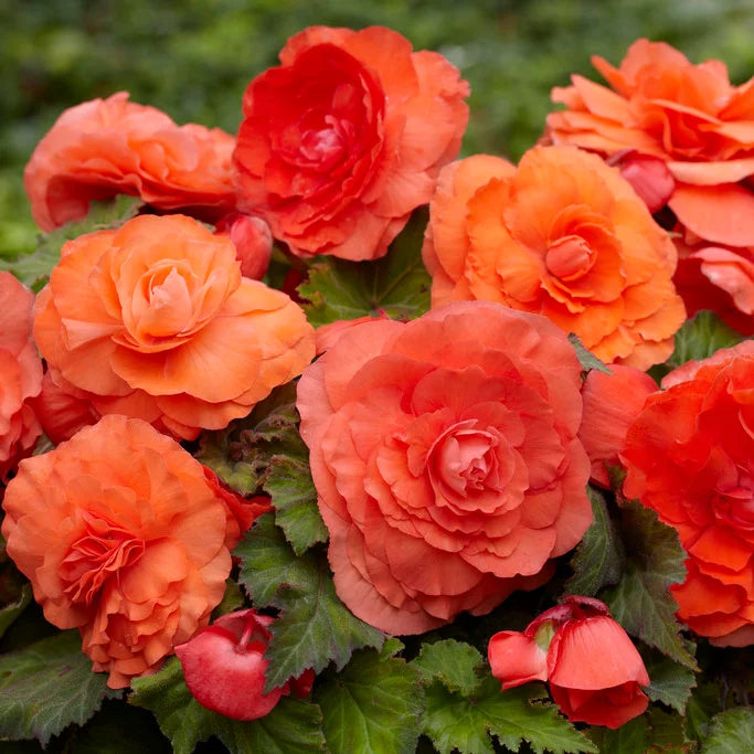 Salmon Begonia Flower Seeds ,Soft Peachy Blooms, Easy to Grow, Non-GMO