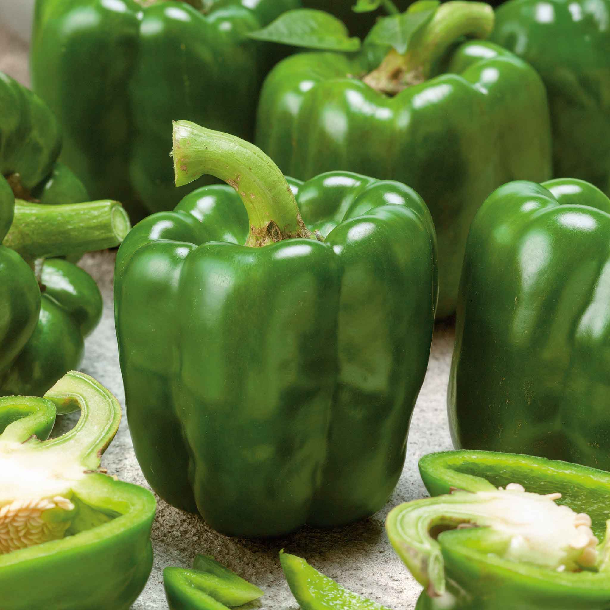 Mature Emerald Giant Bell Pepper Plant from Seeds, Bushy High-Yield Pepper Plant