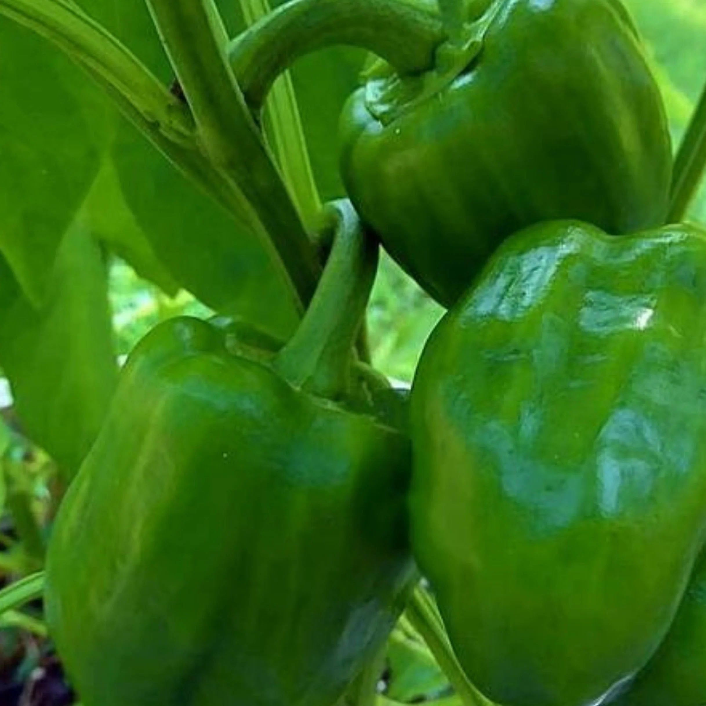 Emerald Giant Bell Pepper Seeds for Home Garden, Sweet and Heirloom Pepper Seeds