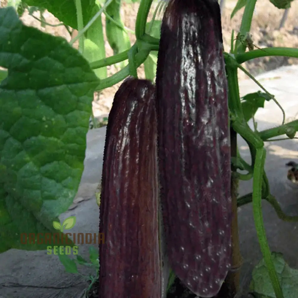 â€™Bell Semi Aroma Riccore Seeds For Planting - 100 Pcsâ€™ Vegetable