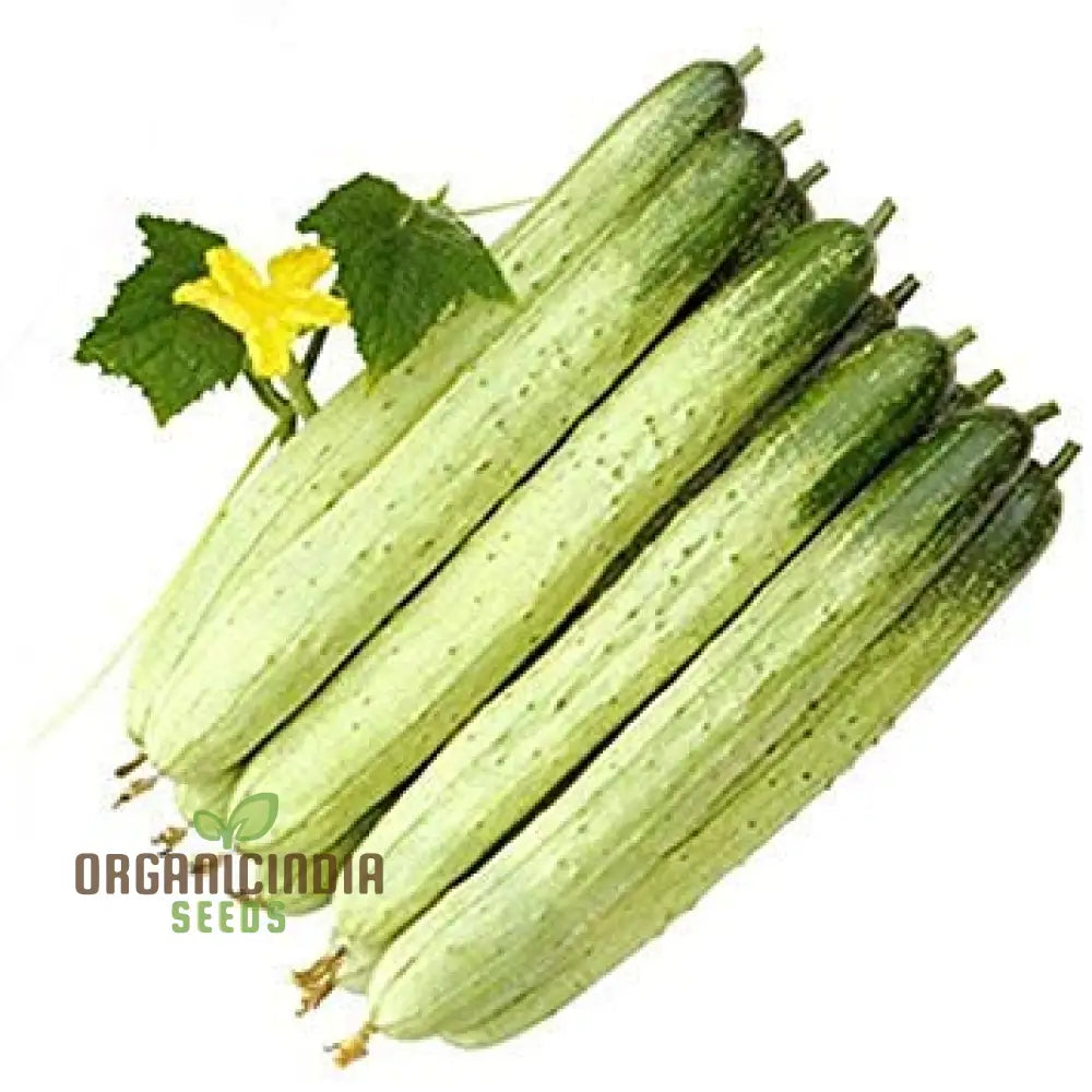 â€™Bell Semi Aroma Riccore Seeds For Planting - 100 Pcsâ€™ Vegetable