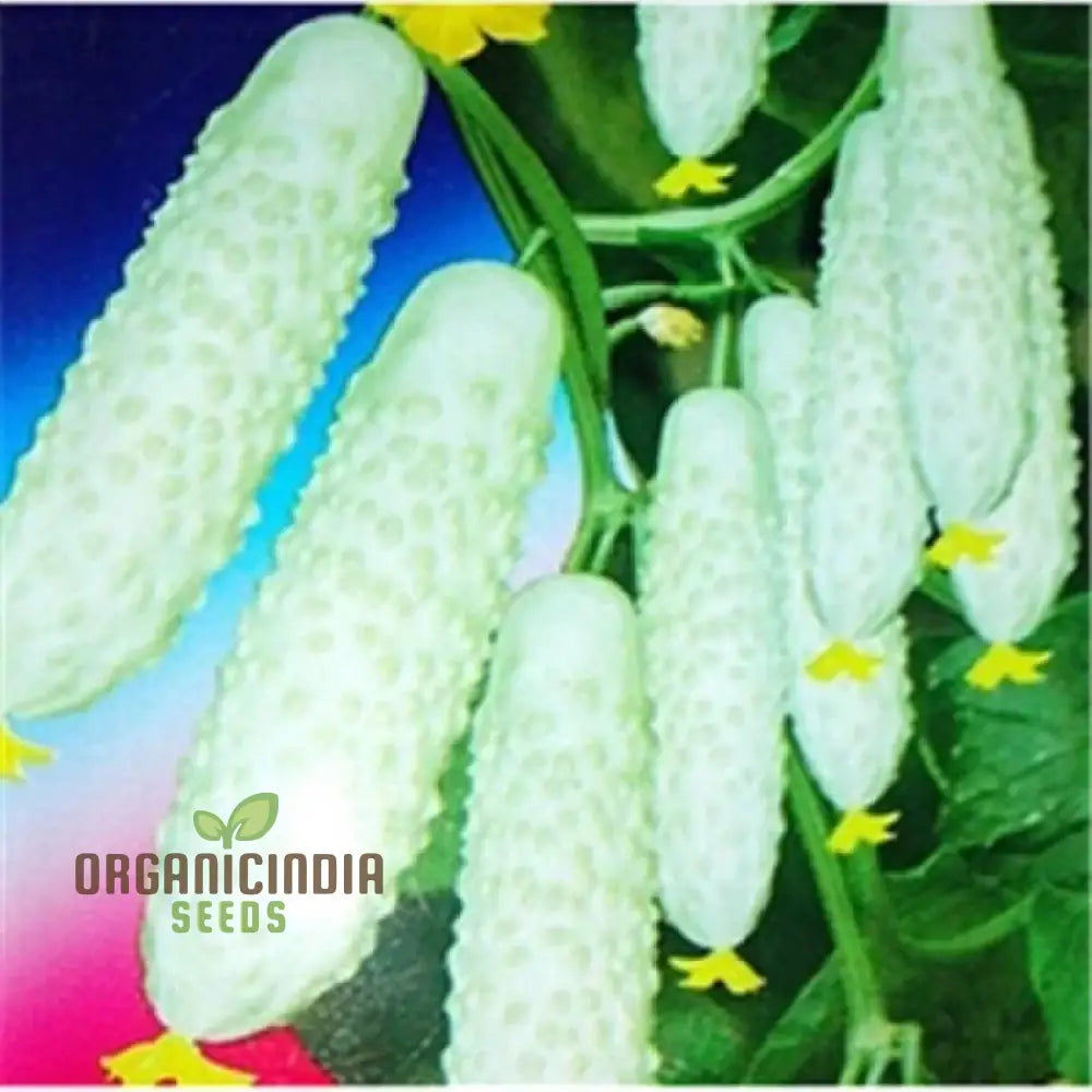 â€™Bell Semi Aroma Riccore Seeds For Planting - 100 Pcsâ€™ Vegetable