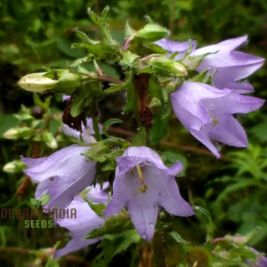 Bellflower Nettle Leaved Seeds For Planting A Gardenerâ€™s Haven For Exquisite Blooms And Botanical