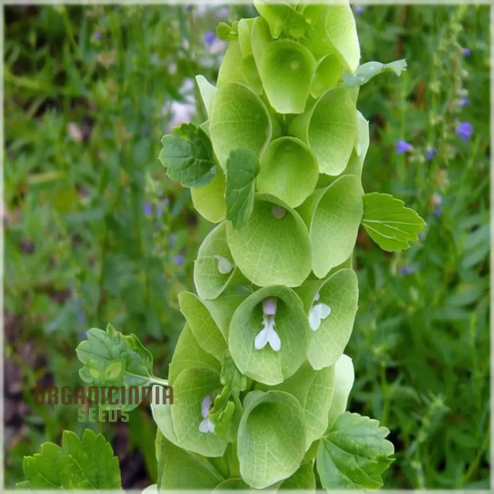 Bells of Ireland Flower Seeds for Landscaping and Borders