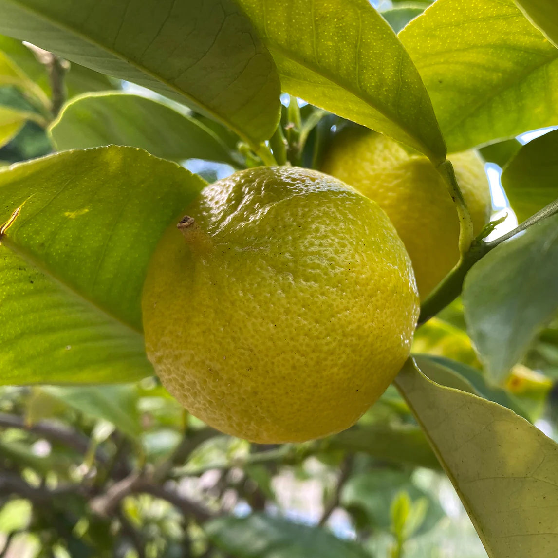 Bergamot orange seeds for planting fragrant citrus trees