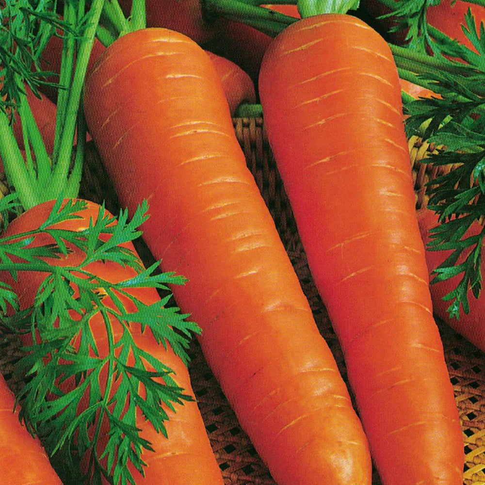 Berlicum Carrot Seedling, Easy-to-Grow Root Vegetable from Seeds