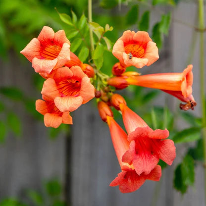 Dark Red Hummingbird Trumpet Vine Seeds  Attract Hummingbirds with Dramatic Blooms
