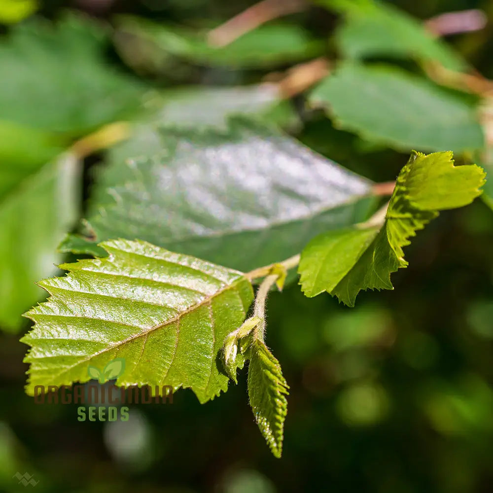 Carta Di Betulla, Betula Papyrifera, 150 Albero Semi (Veloce, Hardy, Fall Color - Foto 10