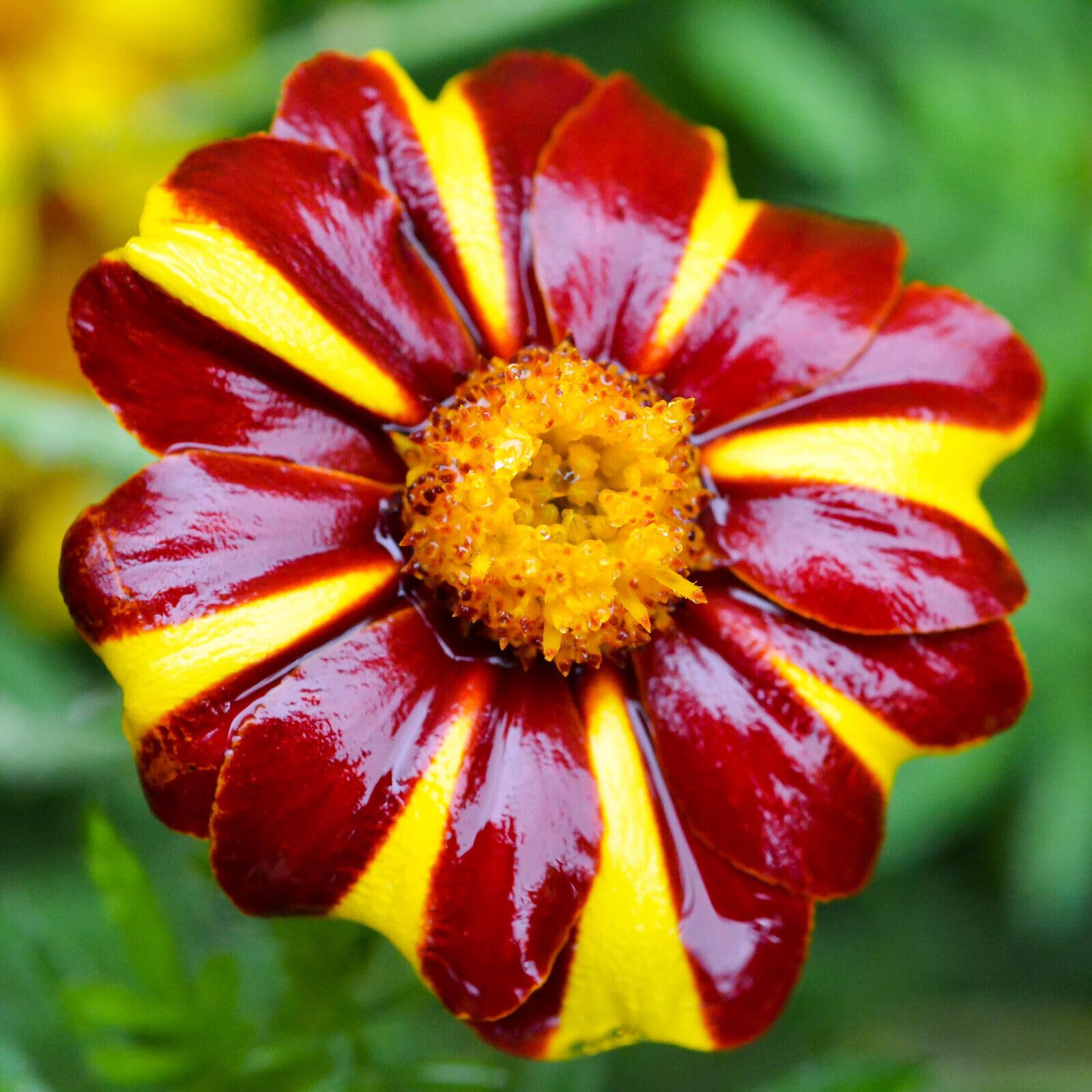 Bicolor Marigold Seeds for Colorful Home Garden Planting
