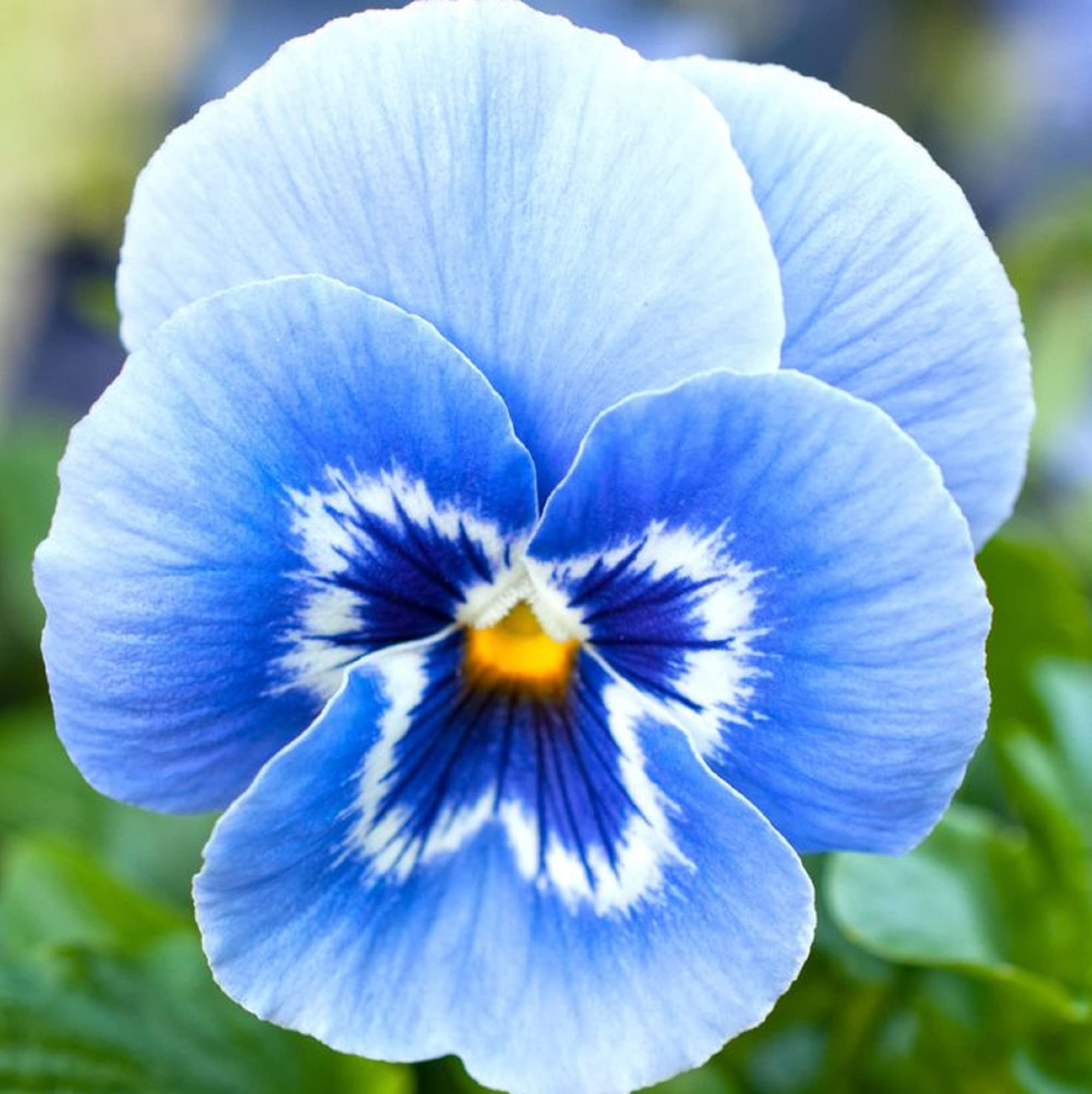 Bi-Color Pansy Flower Seeds with Blue and White Blooms