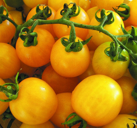Big Yellow Tomato Seeds for Home Garden, Juicy Sweet Tomatoes