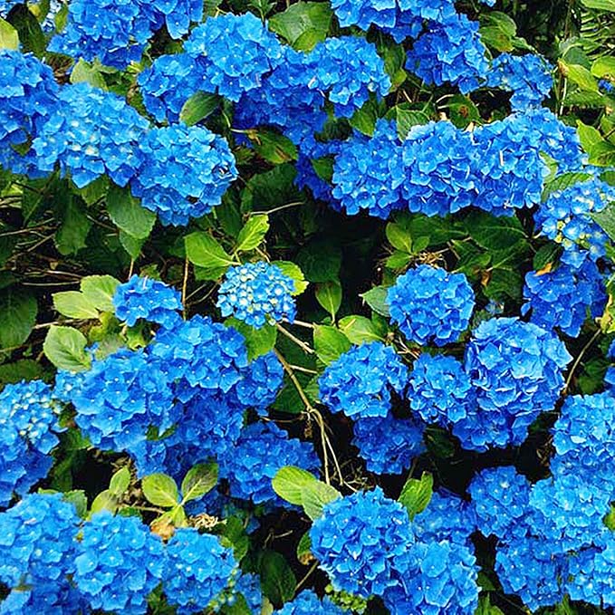 Bigleaf Hydrangea blue bloom seeds for planting