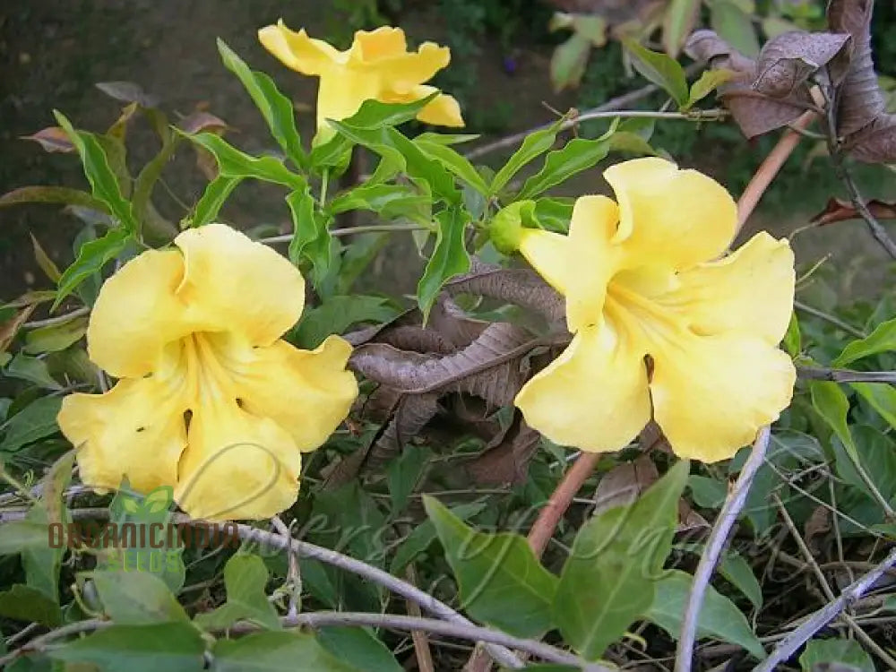 Bignonia Unguis-Cati Seeds For Planting Grow Your Own Catâ€™s Claw Creeper Vine