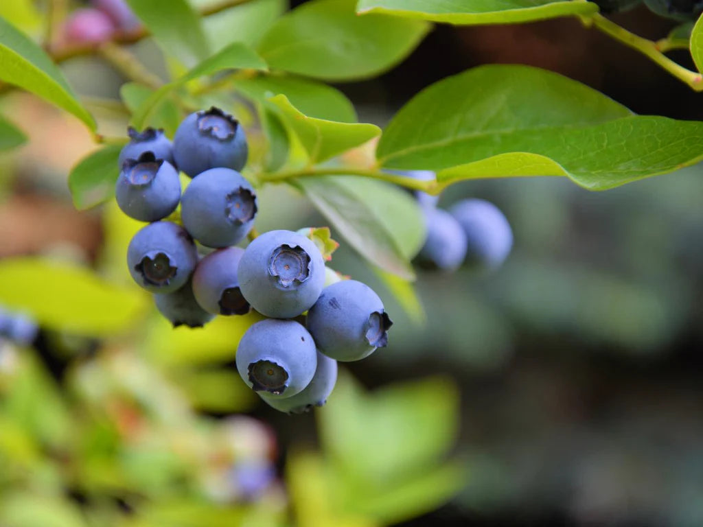 Germinating Common Bilberry Seeds in Pots